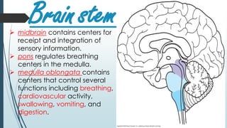 Brainstem midbrain contains centers for
receipt and integration of
sensory information.
 pons regulates breathing
centers in the medulla.
 medulla oblongata contains
centers that control several
functions including breathing,
cardiovascular activity,
swallowing, vomiting, and
digestion.
 