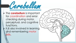 Cerebellum The cerebellum is important
for coordination and error
checking during motor,
perceptual, and cognitive
functions.
 It is also involved in learning
and remembering motor
skills.
 