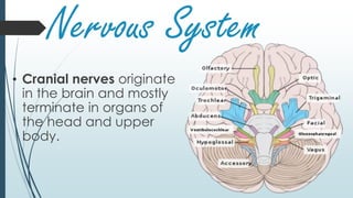 Nervous System
• Cranial nerves originate
in the brain and mostly
terminate in organs of
the head and upper
body.
 