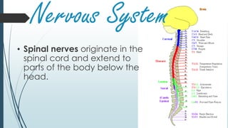 Nervous System
• Spinal nerves originate in the
spinal cord and extend to
parts of the body below the
head.
 
