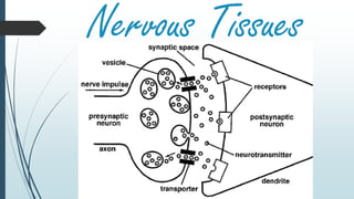 Nervous Tissues
 