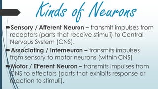 Kinds of Neurons
Sensory / Afferent Neuron – transmit impulses from
receptors (parts that receive stimuli) to Central
Nervous System (CNS).
Associating / Interneuron – transmits impulses
from sensory to motor neurons (within CNS)
Motor / Efferent Neuron – transmits impulses from
CNS to effectors (parts that exhibits response or
reaction to stimuli).
 