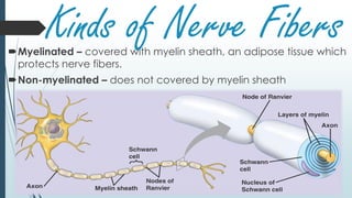 Kinds of Nerve FibersMyelinated – covered with myelin sheath, an adipose tissue which
protects nerve fibers.
Non-myelinated – does not covered by myelin sheath
 