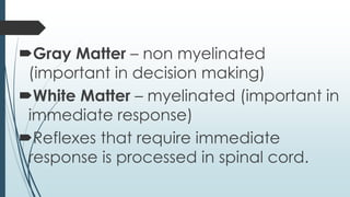 Gray Matter – non myelinated
(important in decision making)
White Matter – myelinated (important in
immediate response)
Reflexes that require immediate
response is processed in spinal cord.
 