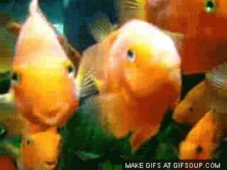 SWIMMY N2