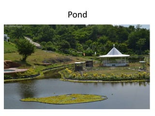 Pond 
 