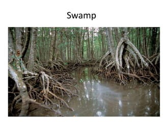 Swamp 
 