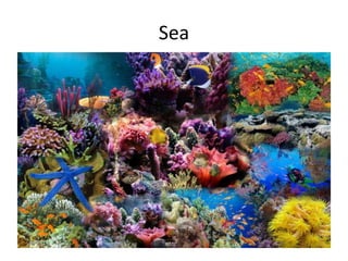 Sea 
 