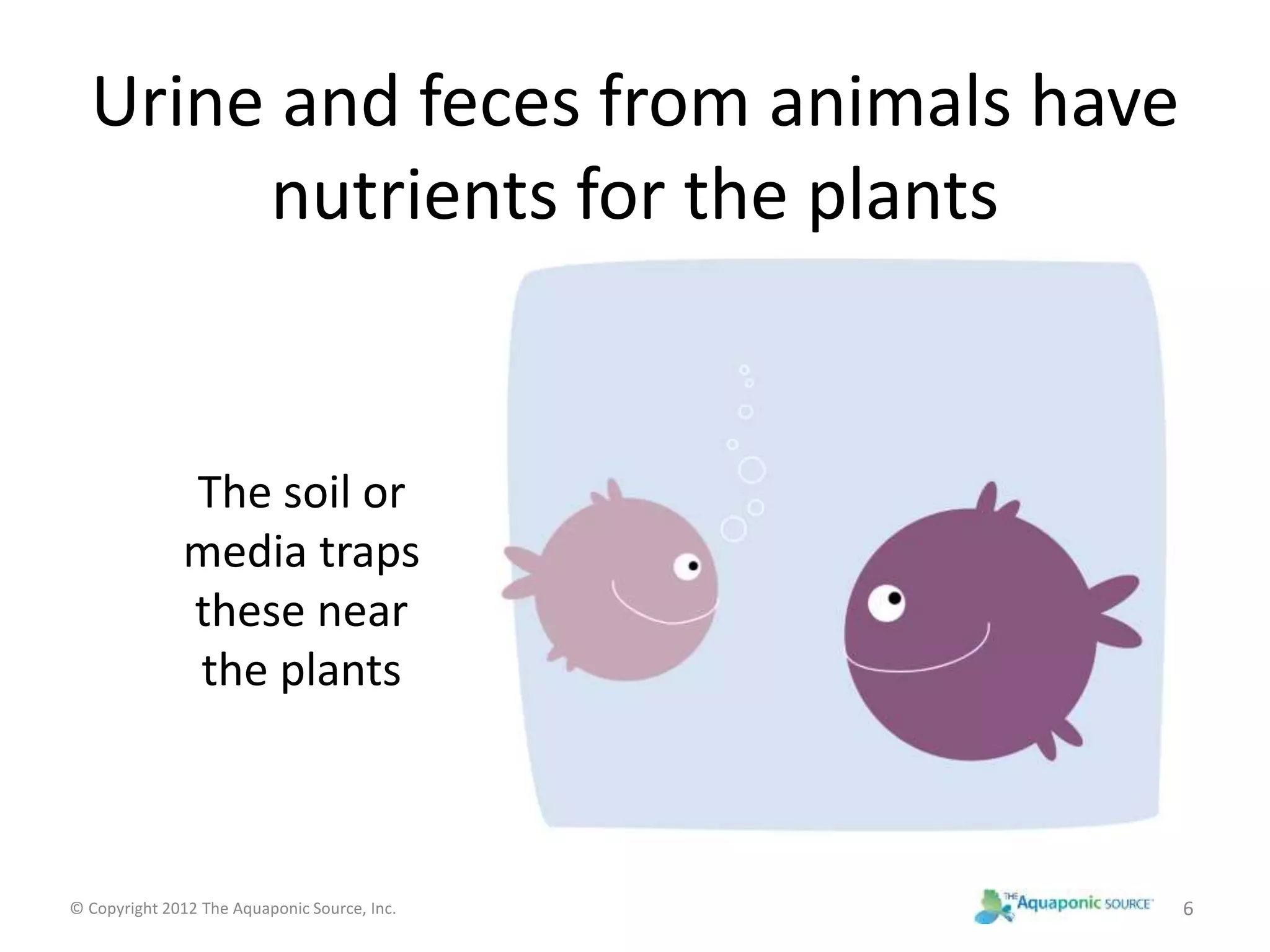 Urine and feces from animals have 
nutrients for the plants 
The soil or 
media traps 
these near 
the plants 
© Copyright 2012 The Aquaponic Source, Inc. 6 
 