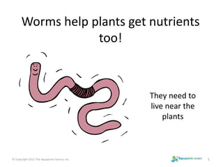 Worms help plants get nutrients 
too! 
They need to 
live near the 
plants 
© Copyright 2012 The Aquaponic Source, Inc. 5 
 