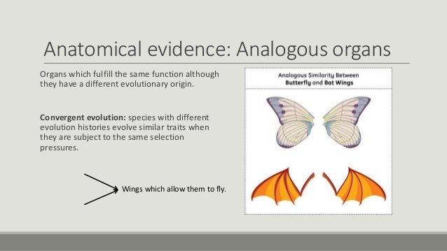 Lesson 19 evidence of evolution