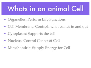Whats in an animal Cell
• Organelles: Perform Life Functions
• Cell Membrane: Controls what comes in and out
• Cytoplasm: Supports the cell
• Nucleus: Control Center of Cell
• Mitochondria: Supply Energy for Cell
 
