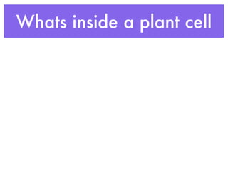 Whats inside a plant cell
 