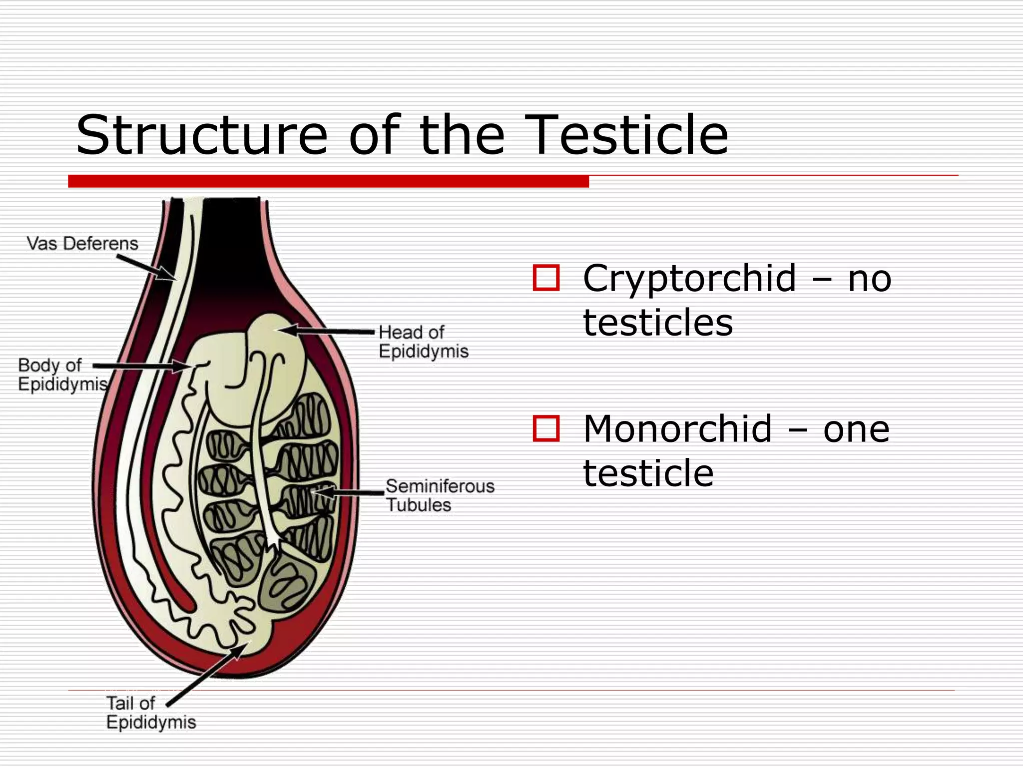 Male and Female Reproductive Systems.ppt