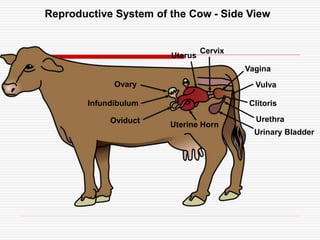 Male and Female Reproductive Systems.ppt