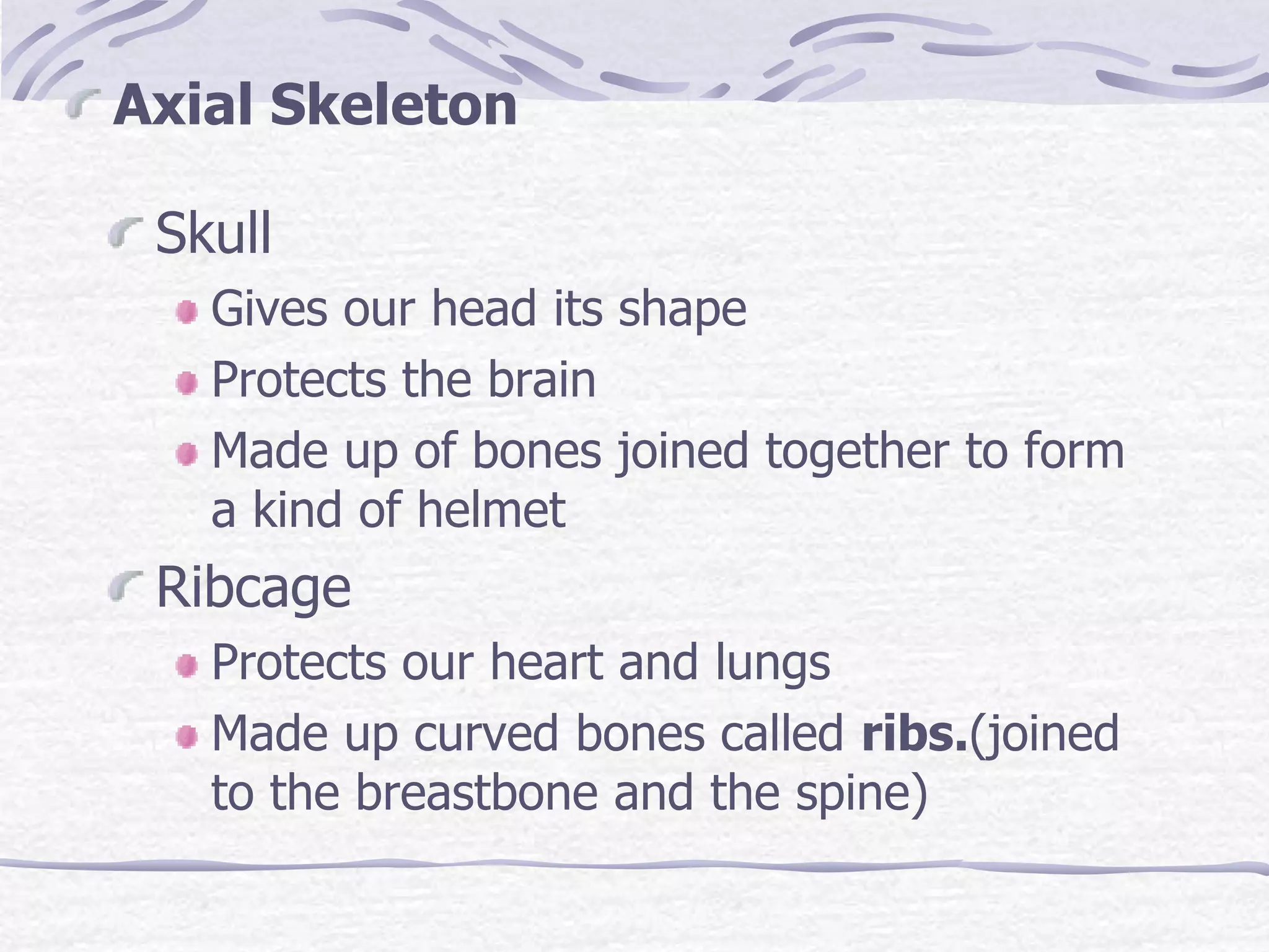 Skull
Gives our head its shape
Protects the brain
Made up of bones joined together to form
a kind of helmet
Ribcage
Protects our heart and lungs
Made up curved bones called ribs.(joined
to the breastbone and the spine)
Axial Skeleton
 