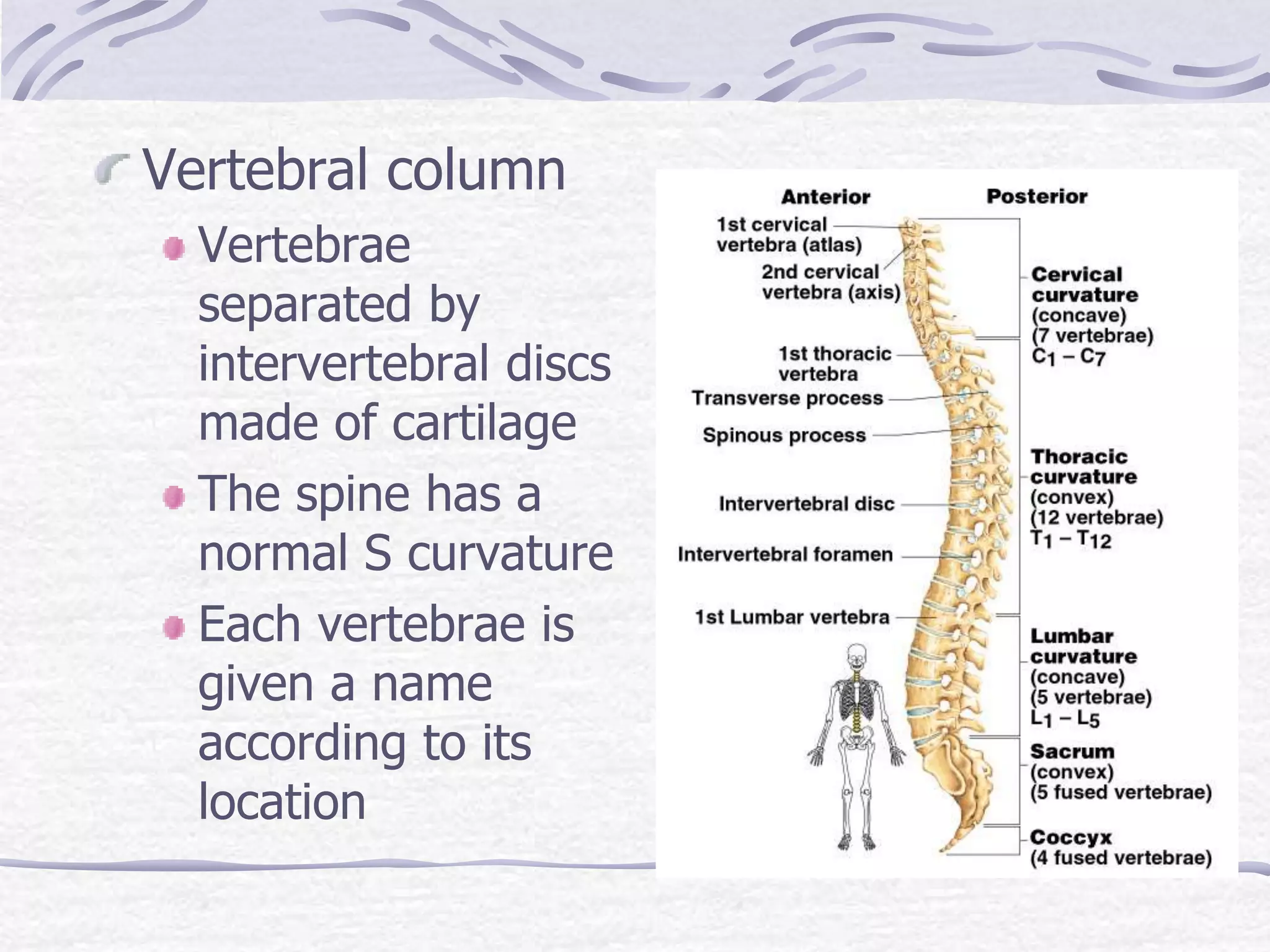 Vertebral column
Vertebrae
separated by
intervertebral discs
made of cartilage
The spine has a
normal S curvature
Each vertebrae is
given a name
according to its
location
 