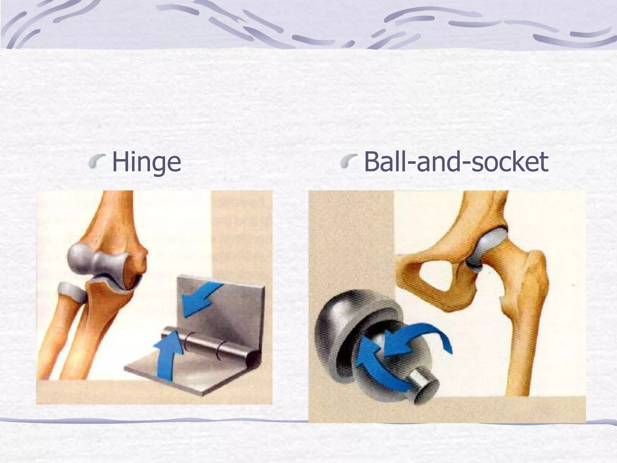 Hinge Ball-and-socket
 