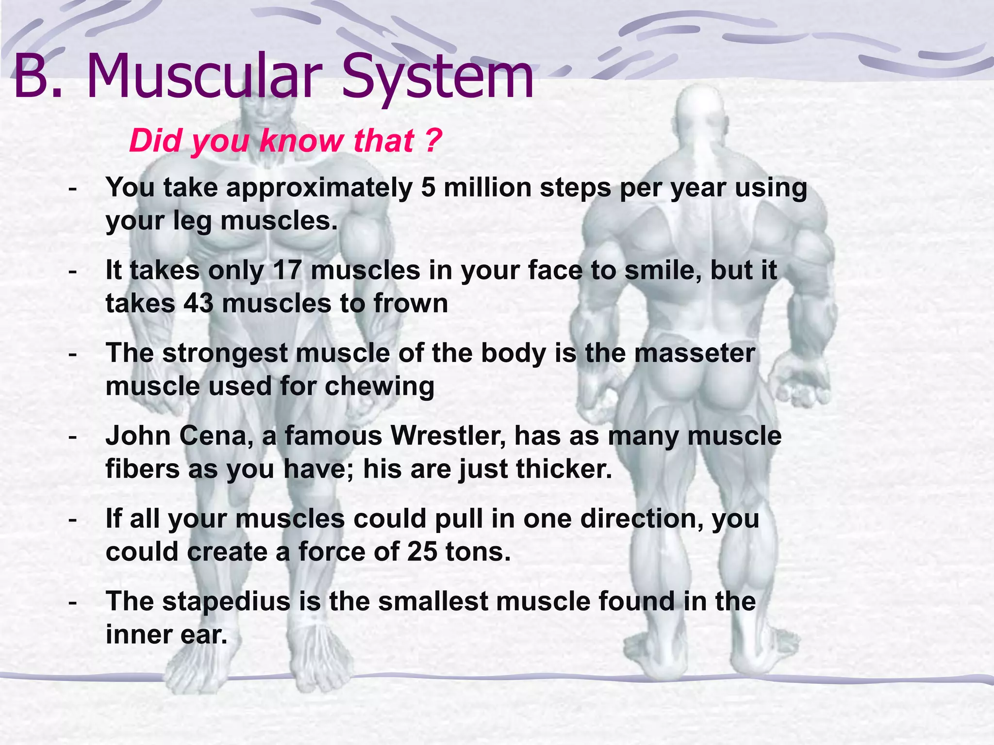B. Muscular System
Did you know that ?
- You take approximately 5 million steps per year using
your leg muscles.
- It takes only 17 muscles in your face to smile, but it
takes 43 muscles to frown
- The strongest muscle of the body is the masseter
muscle used for chewing
- John Cena, a famous Wrestler, has as many muscle
fibers as you have; his are just thicker.
- If all your muscles could pull in one direction, you
could create a force of 25 tons.
- The stapedius is the smallest muscle found in the
inner ear.
 