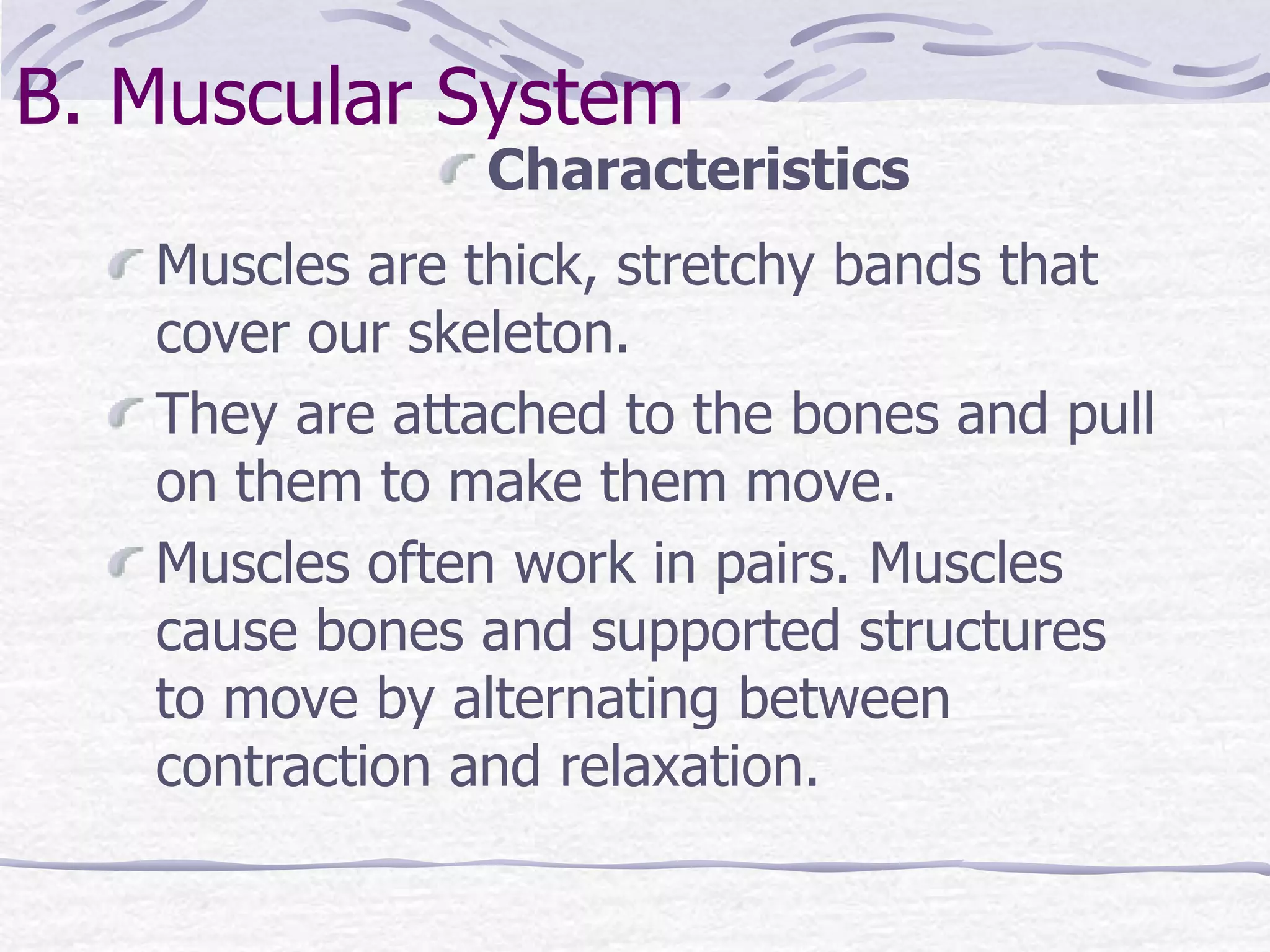 Characteristics
B. Muscular System
Muscles are thick, stretchy bands that
cover our skeleton.
They are attached to the bones and pull
on them to make them move.
Muscles often work in pairs. Muscles
cause bones and supported structures
to move by alternating between
contraction and relaxation.
 