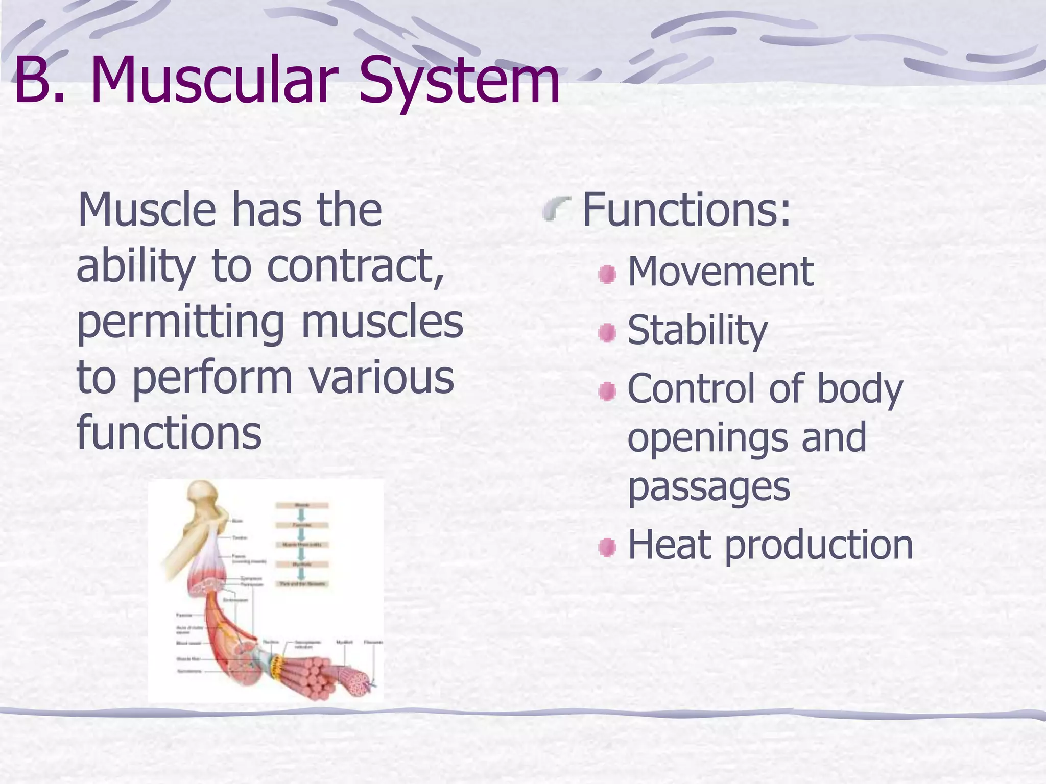B. Muscular System
Muscle has the
ability to contract,
permitting muscles
to perform various
functions
Functions:
Movement
Stability
Control of body
openings and
passages
Heat production
 