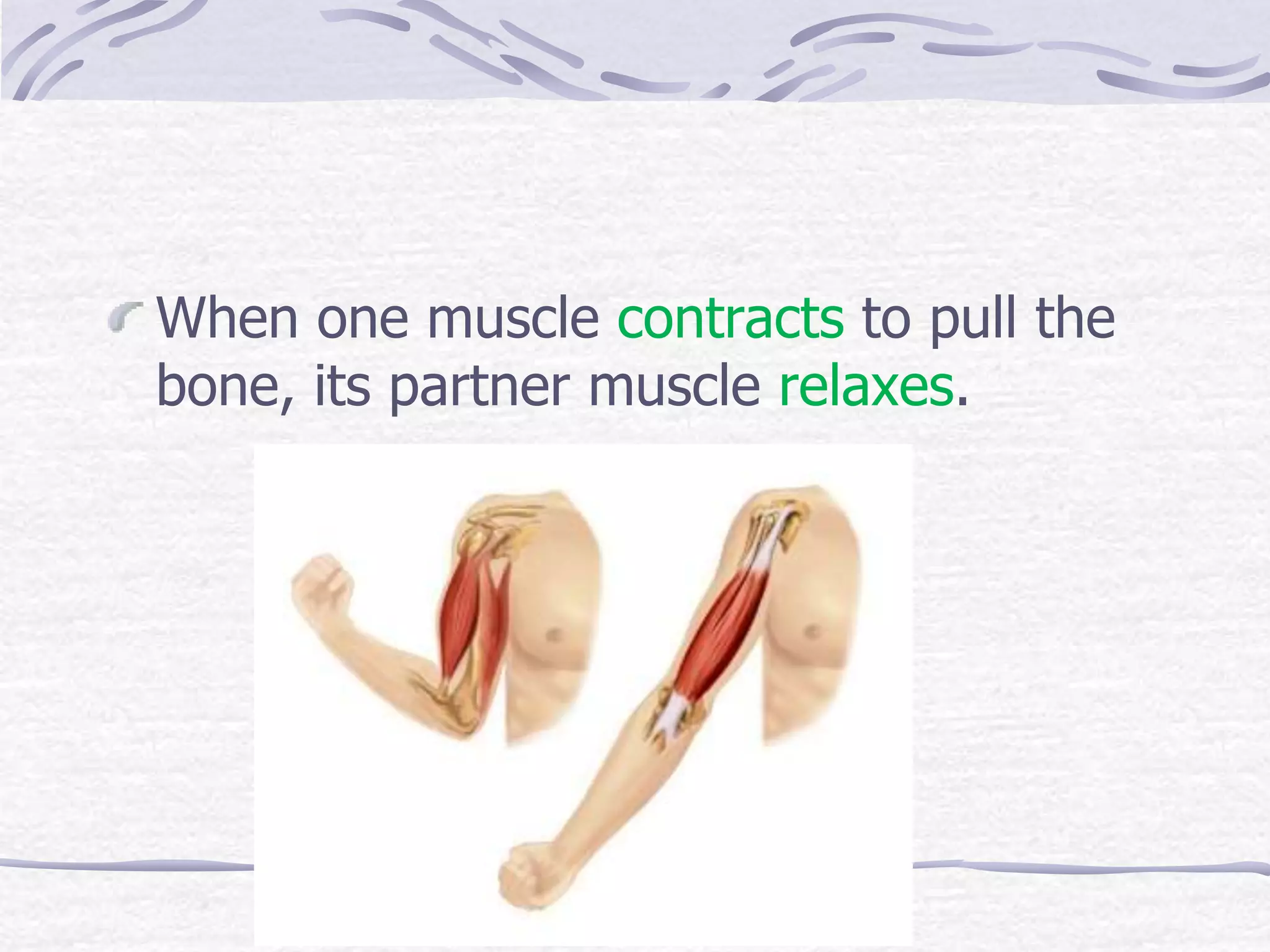 When one muscle contracts to pull the
bone, its partner muscle relaxes.
 