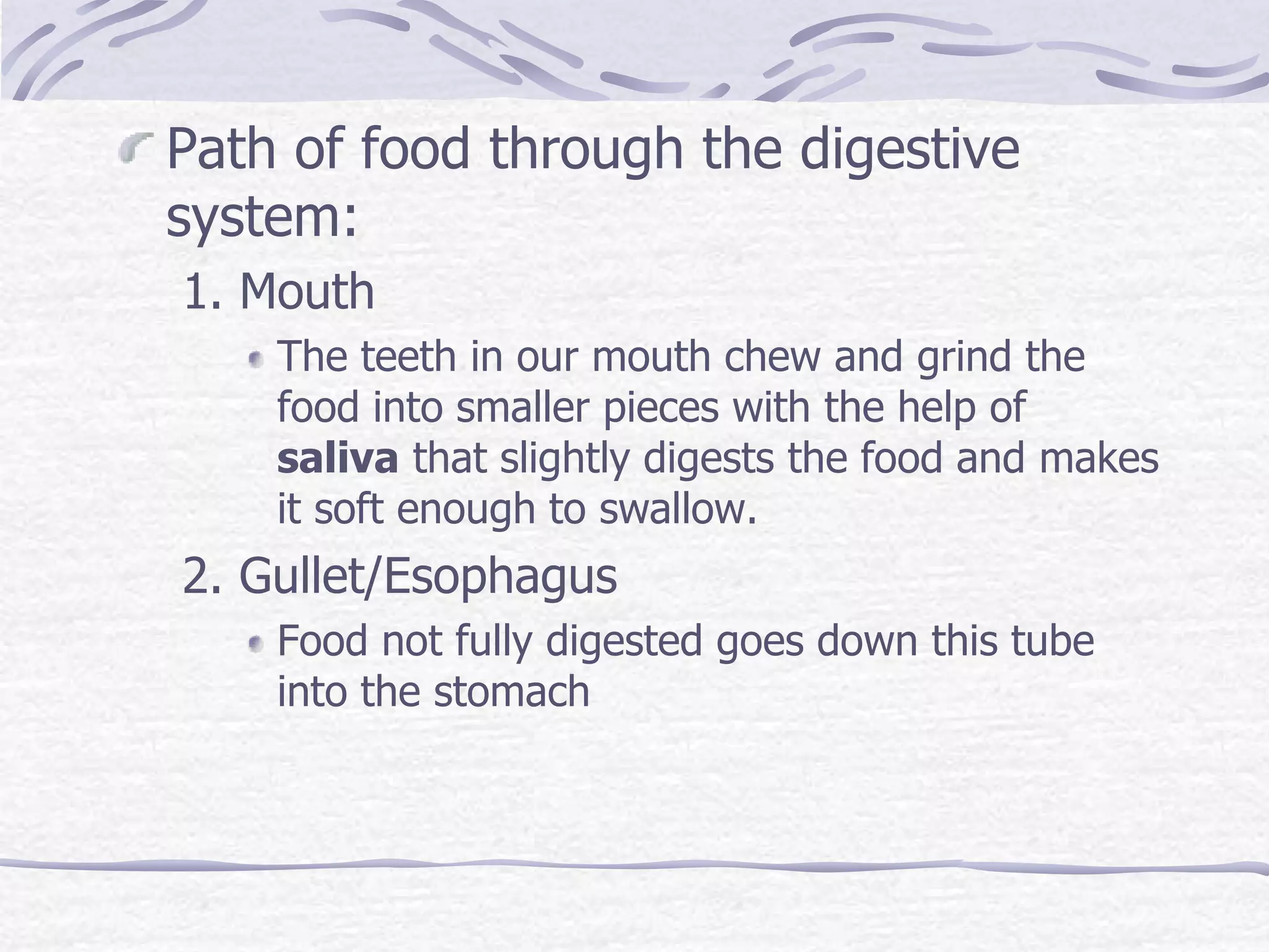 Path of food through the digestive
system:
1. Mouth
The teeth in our mouth chew and grind the
food into smaller pieces with the help of
saliva that slightly digests the food and makes
it soft enough to swallow.
2. Gullet/Esophagus
Food not fully digested goes down this tube
into the stomach
 