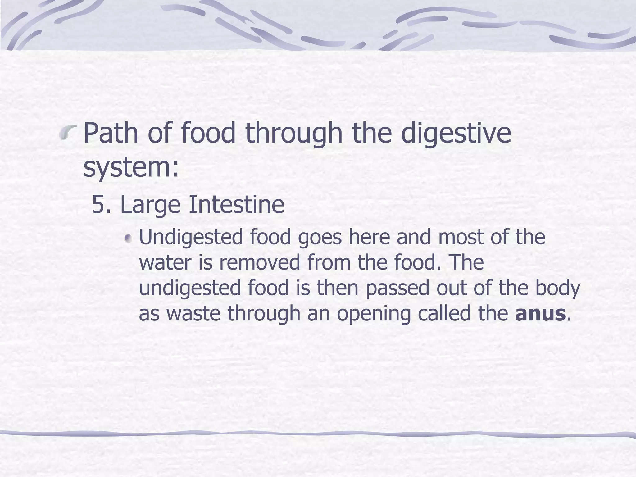 Path of food through the digestive
system:
5. Large Intestine
Undigested food goes here and most of the
water is removed from the food. The
undigested food is then passed out of the body
as waste through an opening called the anus.
 