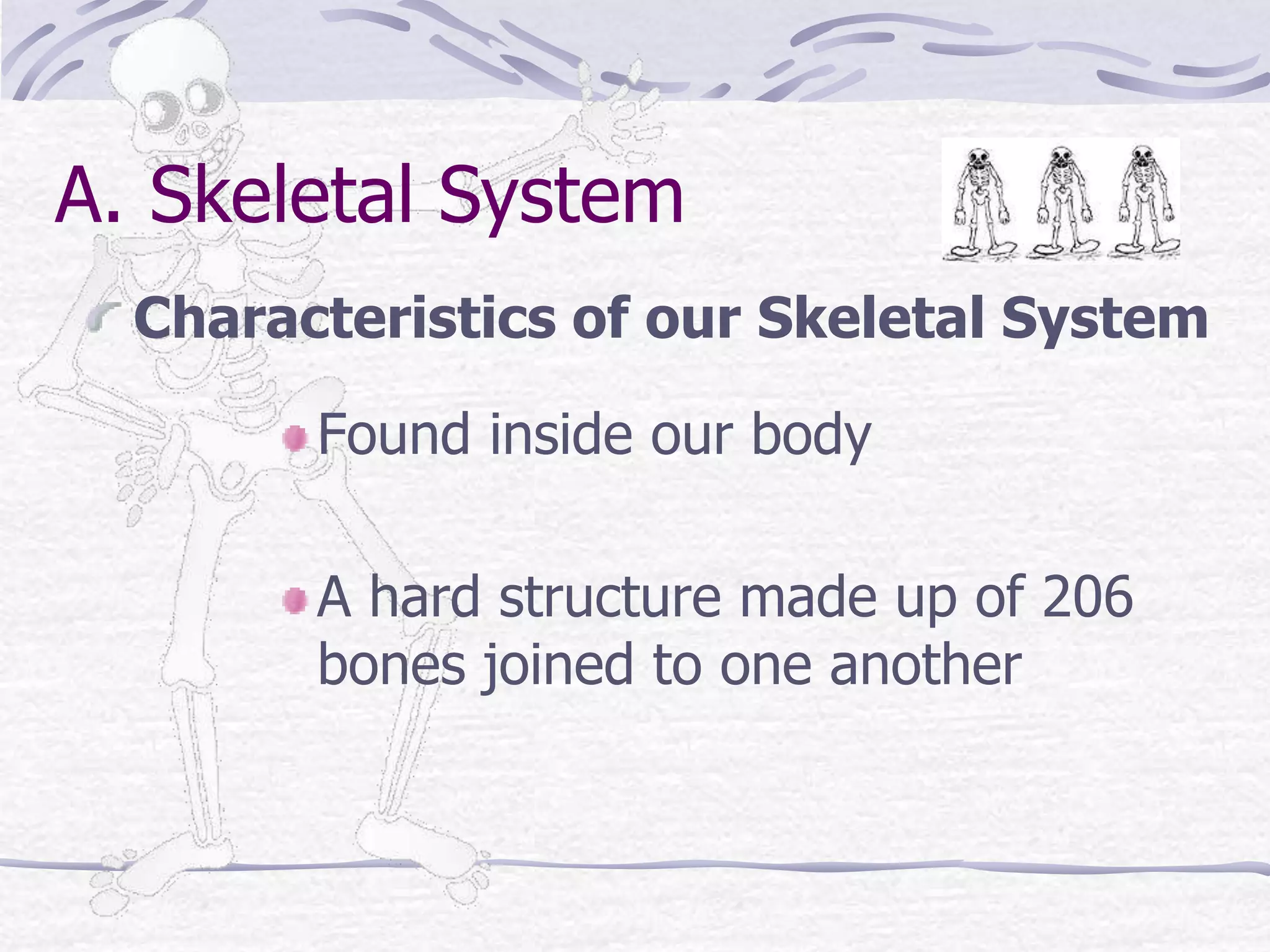 Found inside our body
A hard structure made up of 206
bones joined to one another
A. Skeletal System
Characteristics of our Skeletal System
 