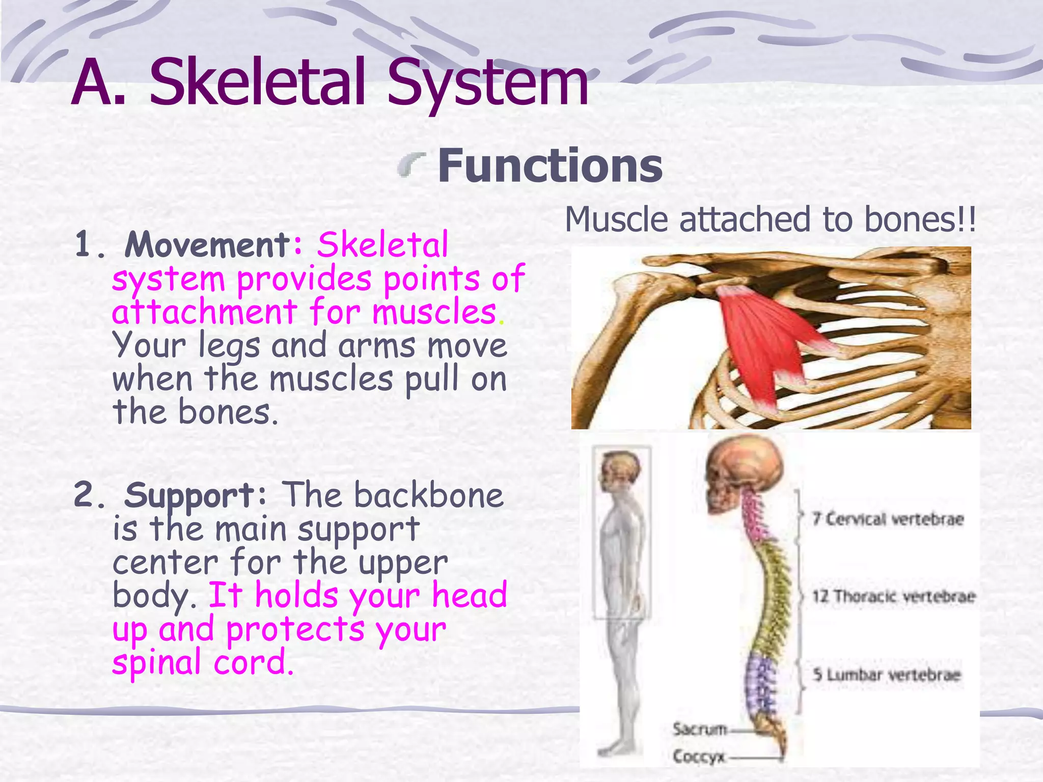 A. Skeletal System
Functions
1. Movement: Skeletal
system provides points of
attachment for muscles.
Your legs and arms move
when the muscles pull on
the bones.
2. Support: The backbone
is the main support
center for the upper
body. It holds your head
up and protects your
spinal cord.
Muscle attached to bones!!
A. Skeletal System
 