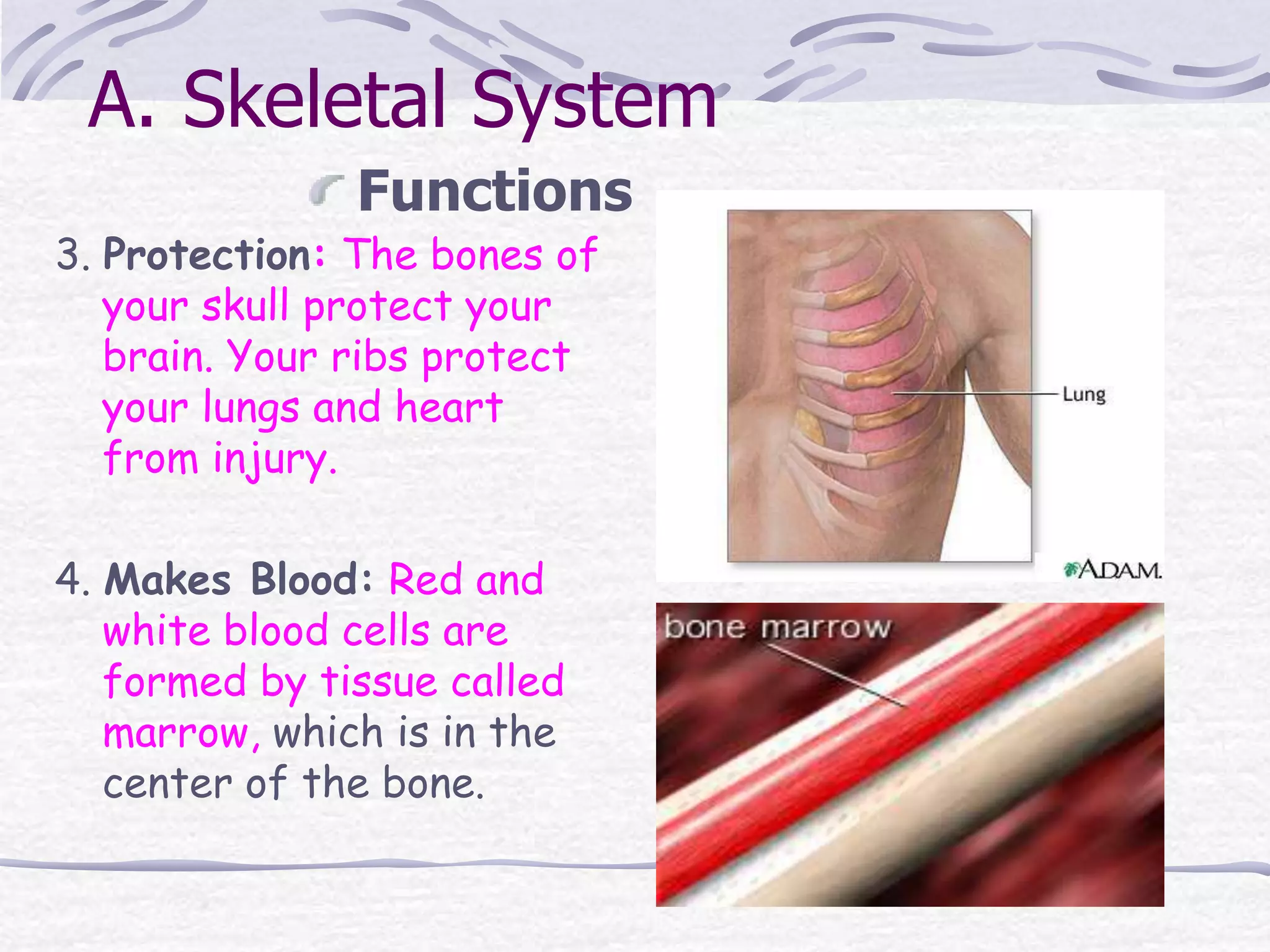 A. Skeletal System
Functions
3. Protection: The bones of
your skull protect your
brain. Your ribs protect
your lungs and heart
from injury.
4. Makes Blood: Red and
white blood cells are
formed by tissue called
marrow, which is in the
center of the bone.
 