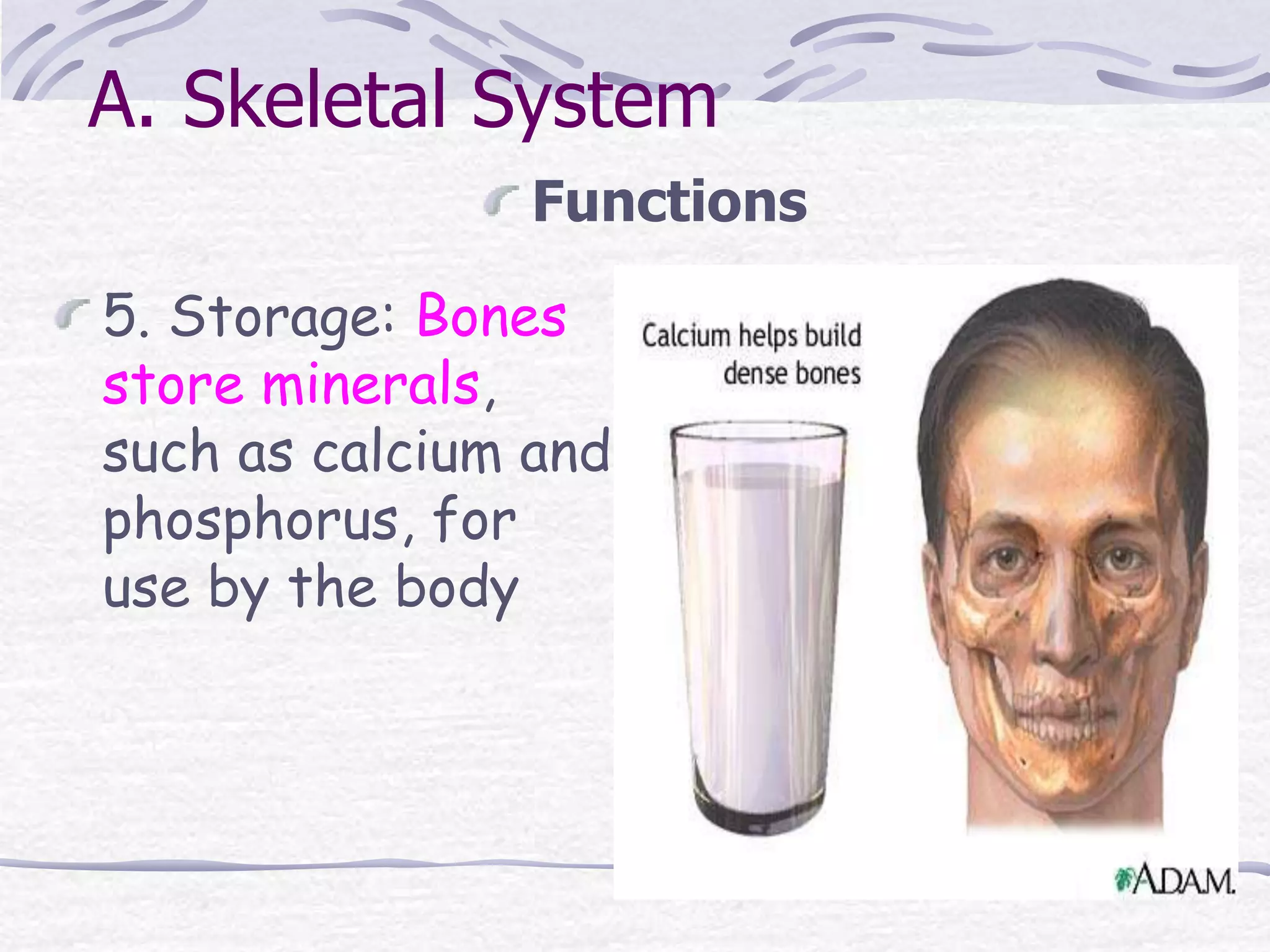 A. Skeletal System
Functions
5. Storage: Bones
store minerals,
such as calcium and
phosphorus, for
use by the body
 