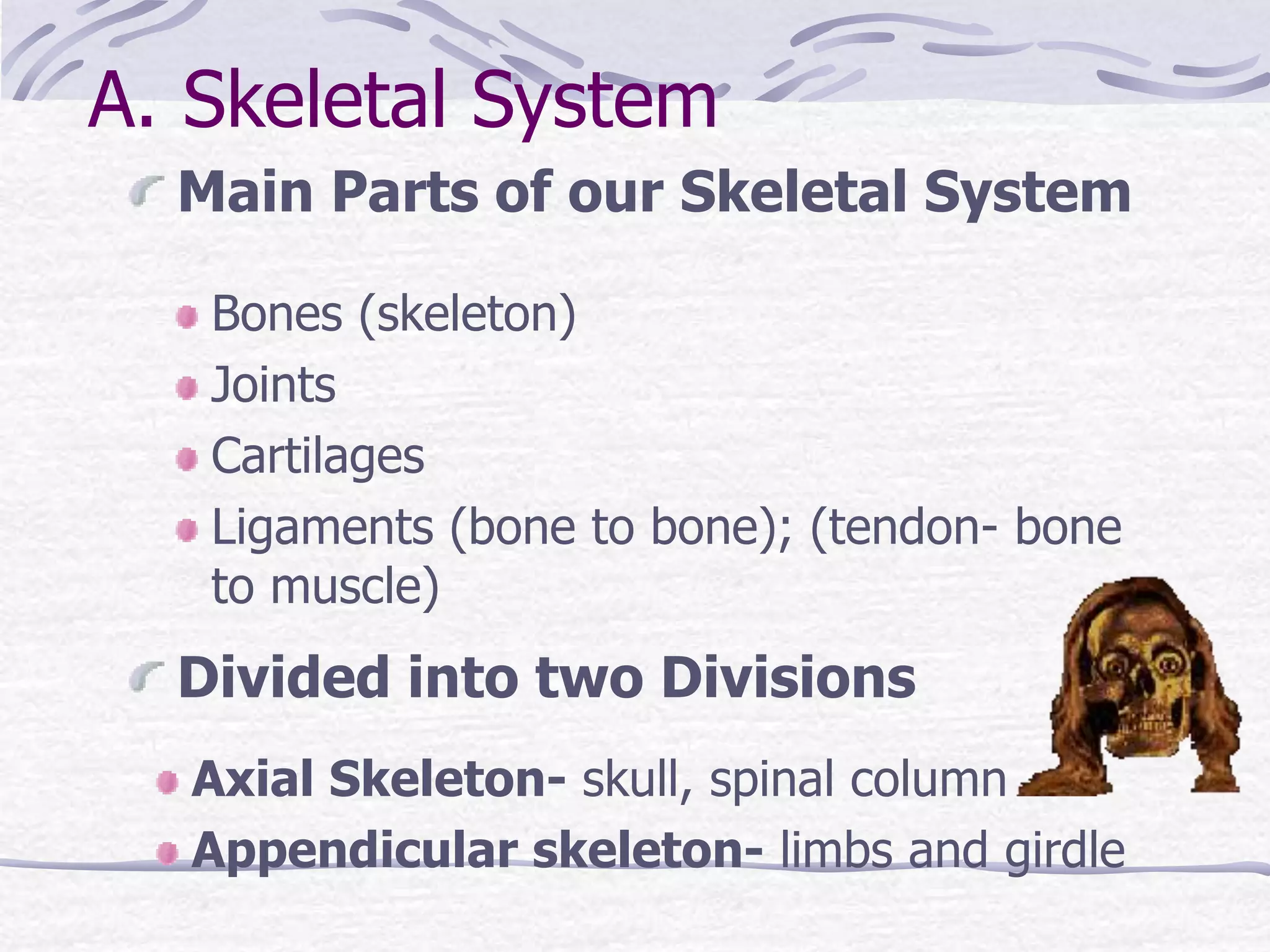 Bones (skeleton)
Joints
Cartilages
Ligaments (bone to bone); (tendon- bone
to muscle)
A. Skeletal System
Main Parts of our Skeletal System
Divided into two Divisions
Axial Skeleton- skull, spinal column
Appendicular skeleton- limbs and girdle
 