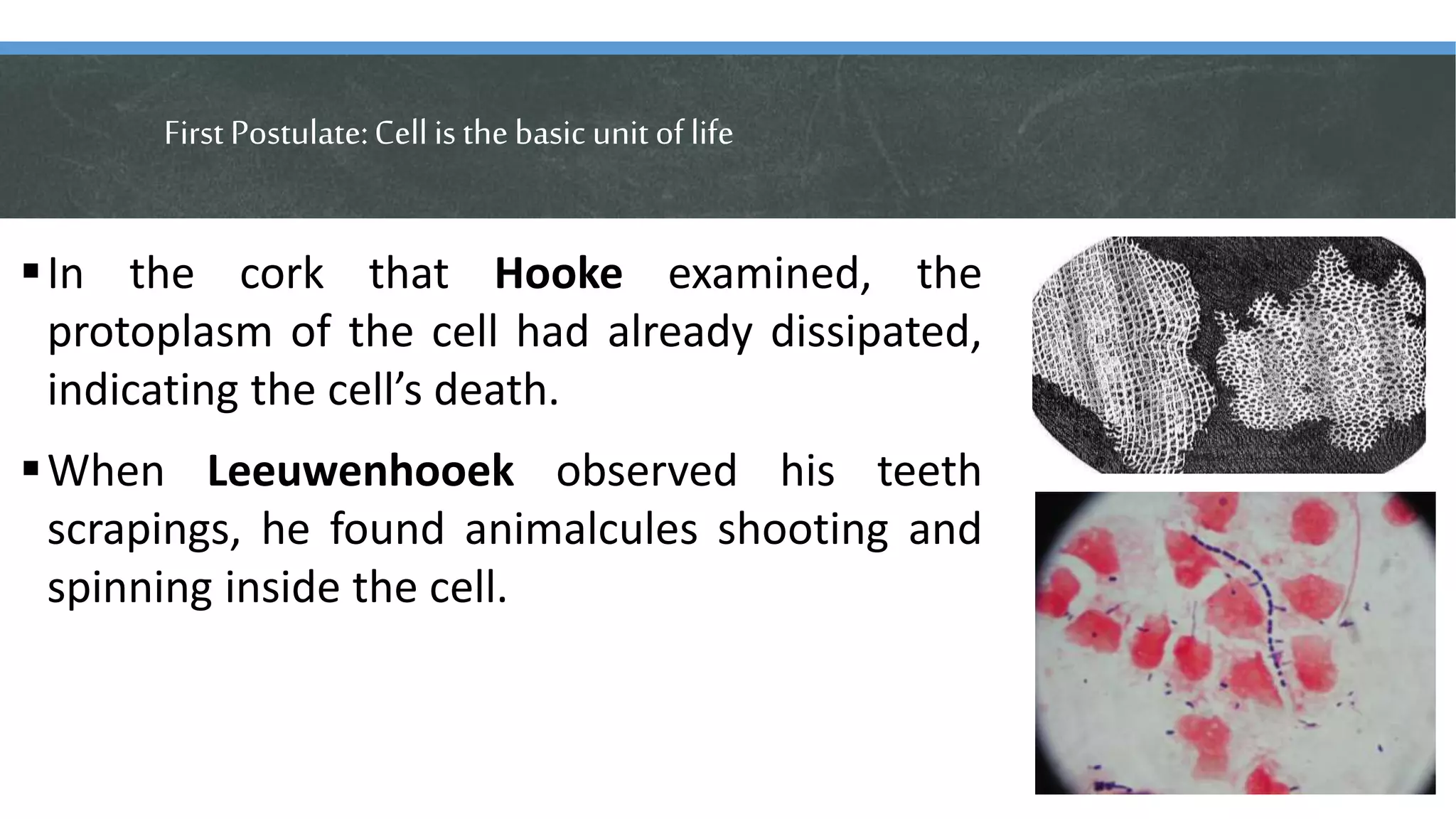 First Postulate:Cellis thebasic unit of life
In the cork that Hooke examined, the
protoplasm of the cell had already dissipated,
indicating the cell’s death.
When Leeuwenhooek observed his teeth
scrapings, he found animalcules shooting and
spinning inside the cell.
 