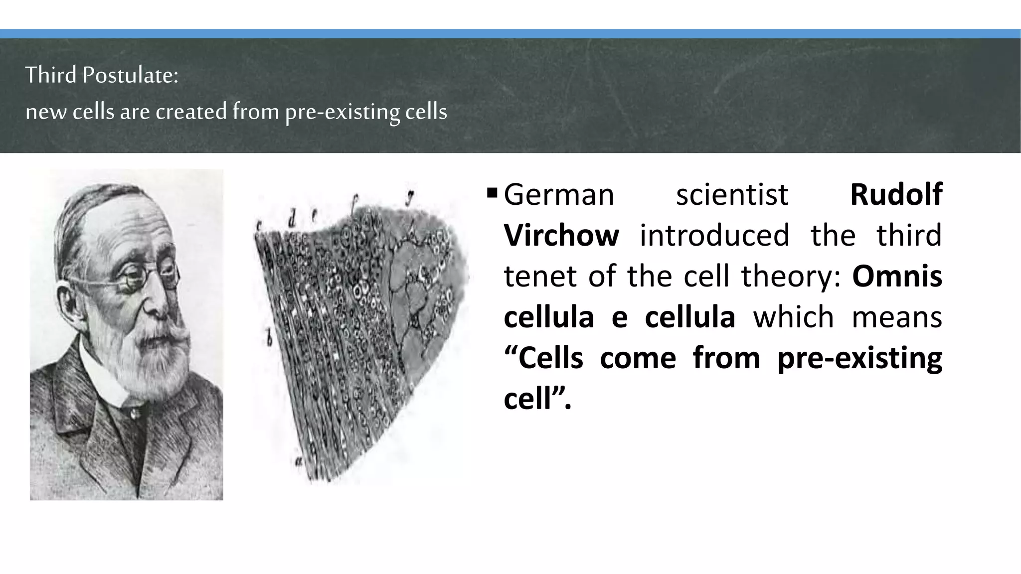 Third Postulate:
new cells arecreatedfrompre-existingcells
German scientist Rudolf
Virchow introduced the third
tenet of the cell theory: Omnis
cellula e cellula which means
“Cells come from pre-existing
cell”.
 