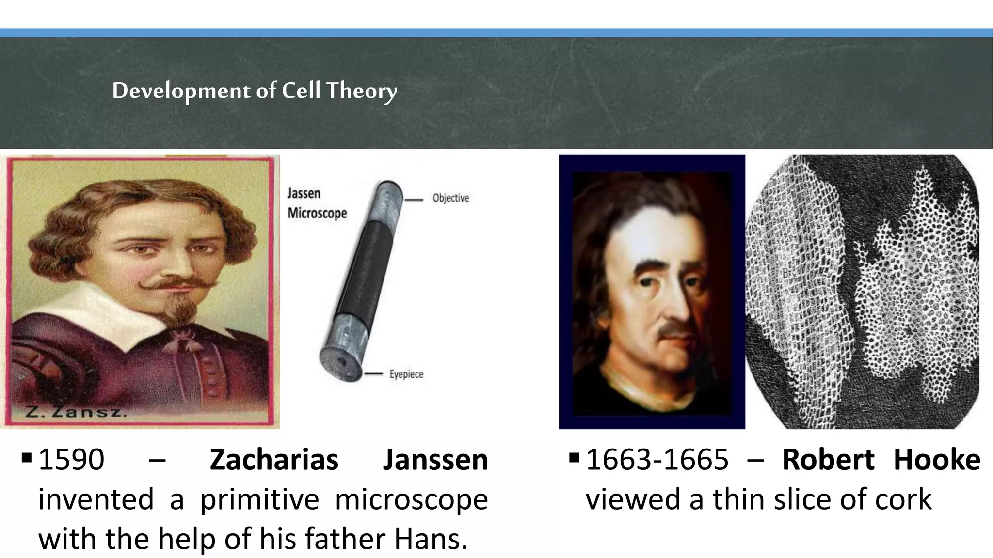 Development of Cell Theory
1590 – Zacharias Janssen
invented a primitive microscope
with the help of his father Hans.
1663-1665 – Robert Hooke
viewed a thin slice of cork
 