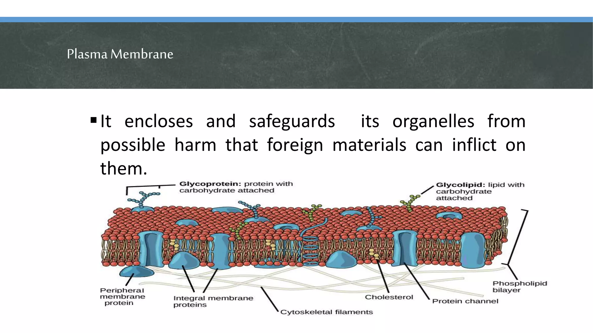 PlasmaMembrane
It encloses and safeguards its organelles from
possible harm that foreign materials can inflict on
them.
 