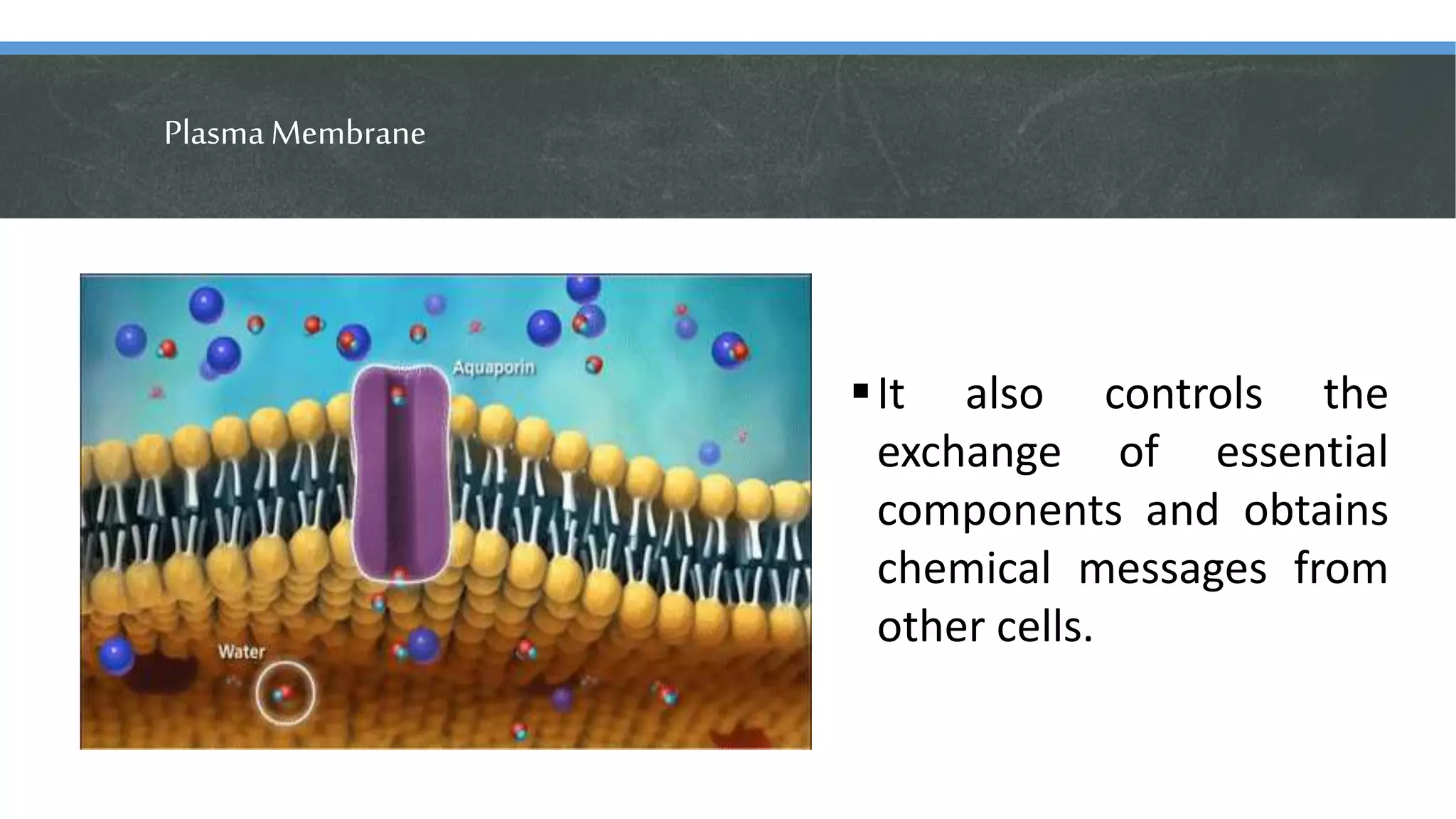 PlasmaMembrane
It also controls the
exchange of essential
components and obtains
chemical messages from
other cells.
 