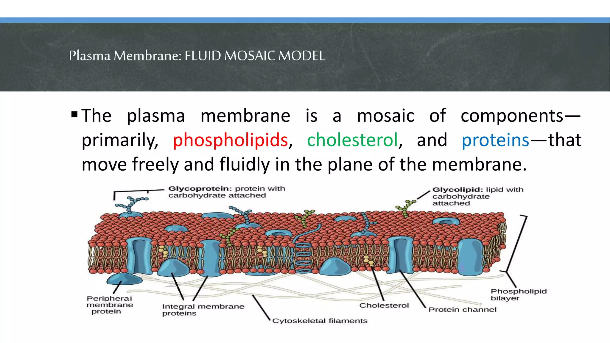 PlasmaMembrane:FLUIDMOSAIC MODEL
The plasma membrane is a mosaic of components—
primarily, phospholipids, cholesterol, and proteins—that
move freely and fluidly in the plane of the membrane.
 