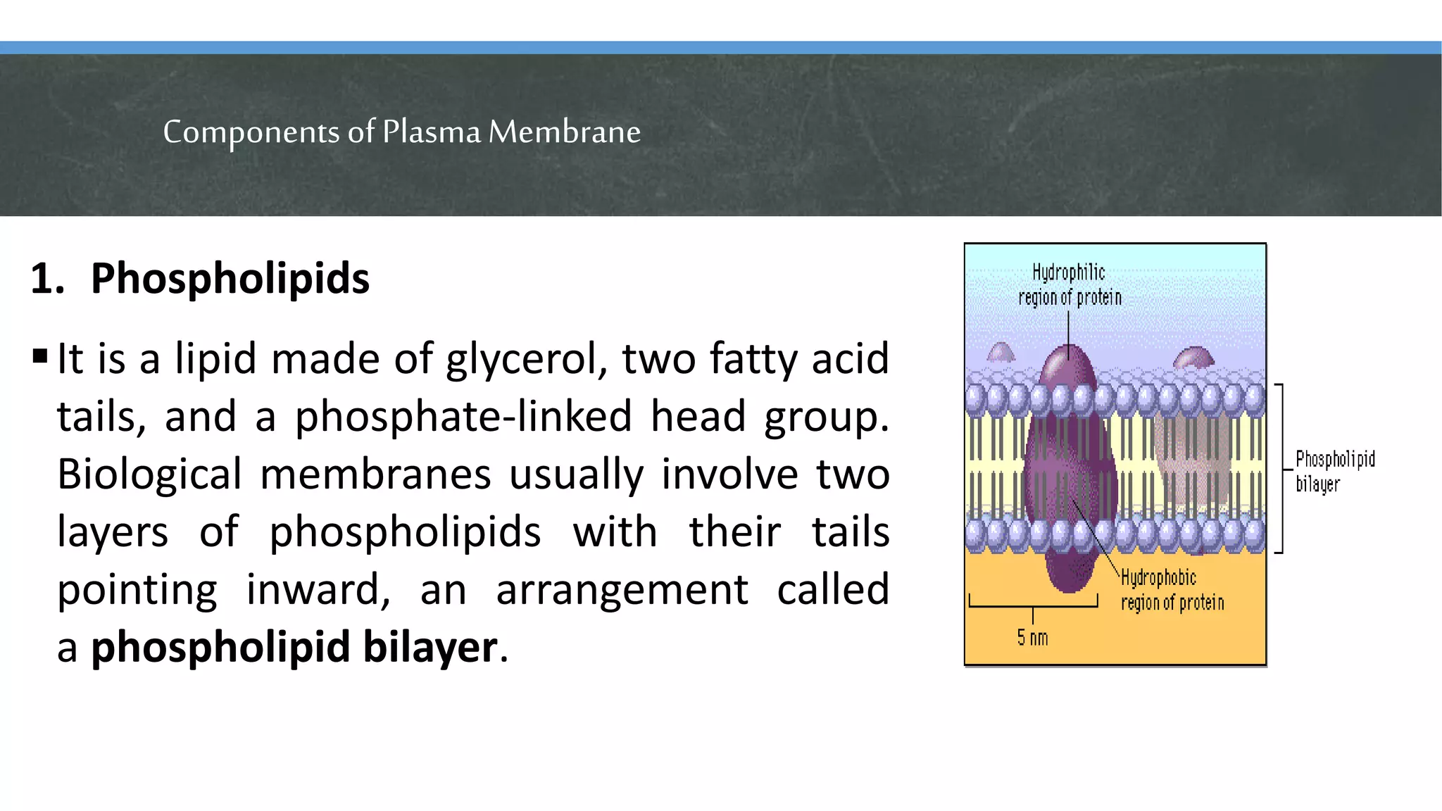 ComponentsofPlasmaMembrane
1. Phospholipids
It is a lipid made of glycerol, two fatty acid
tails, and a phosphate-linked head group.
Biological membranes usually involve two
layers of phospholipids with their tails
pointing inward, an arrangement called
a phospholipid bilayer.
 