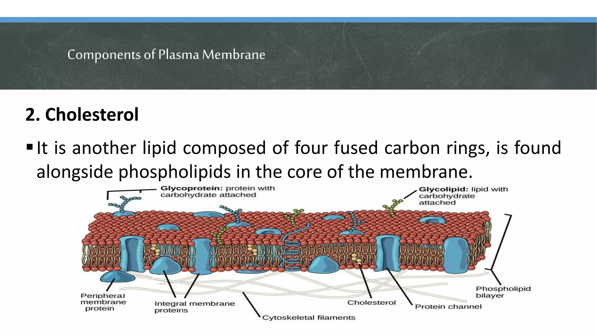 ComponentsofPlasmaMembrane
2. Cholesterol
It is another lipid composed of four fused carbon rings, is found
alongside phospholipids in the core of the membrane.
 