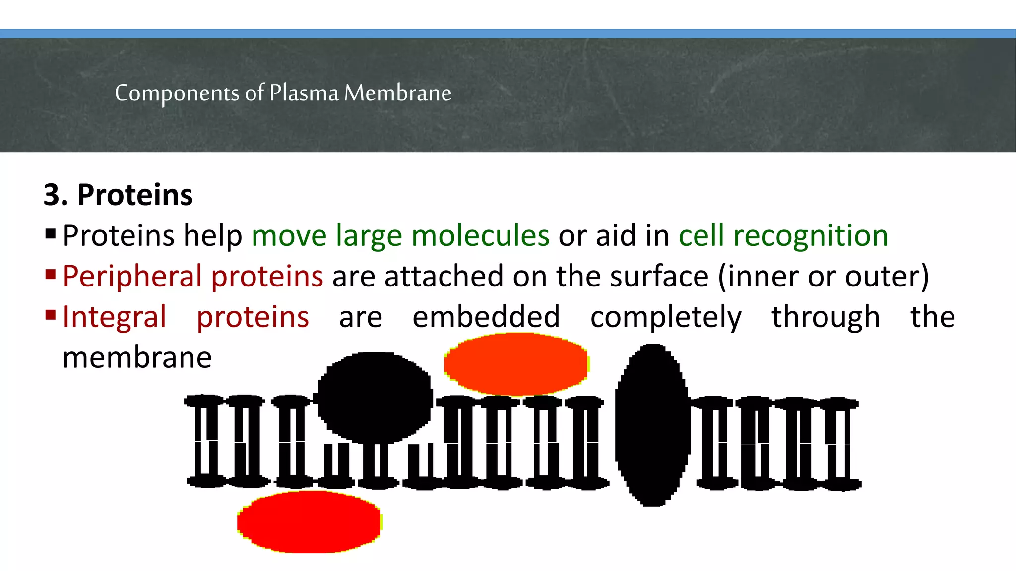 ComponentsofPlasmaMembrane
3. Proteins
Proteins help move large molecules or aid in cell recognition
Peripheral proteins are attached on the surface (inner or outer)
Integral proteins are embedded completely through the
membrane
 
