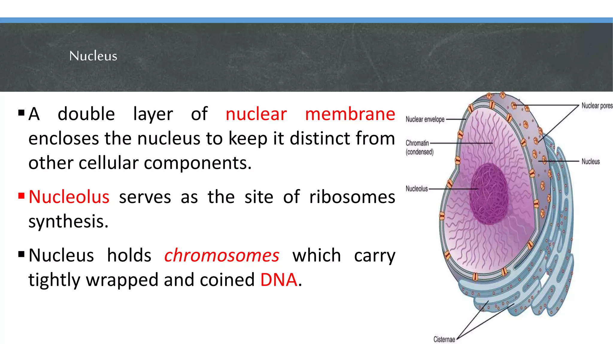 Nucleus
A double layer of nuclear membrane
encloses the nucleus to keep it distinct from
other cellular components.
Nucleolus serves as the site of ribosomes
synthesis.
Nucleus holds chromosomes which carry
tightly wrapped and coined DNA.
 