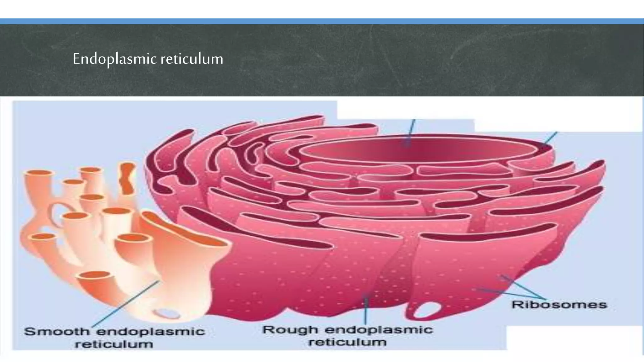 Endoplasmic reticulum
 