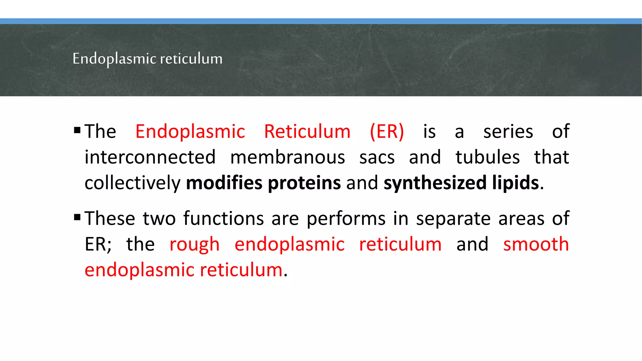 Endoplasmic reticulum
The Endoplasmic Reticulum (ER) is a series of
interconnected membranous sacs and tubules that
collectively modifies proteins and synthesized lipids.
These two functions are performs in separate areas of
ER; the rough endoplasmic reticulum and smooth
endoplasmic reticulum.
 
