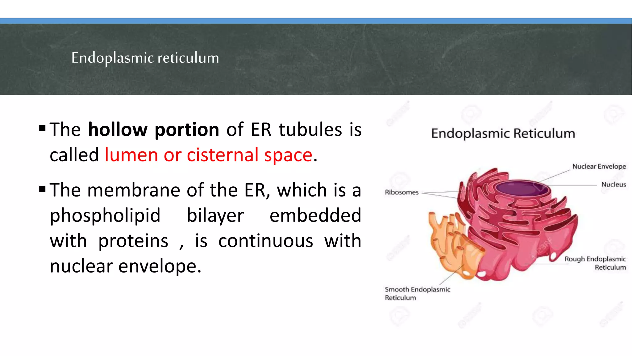 Endoplasmic reticulum
The hollow portion of ER tubules is
called lumen or cisternal space.
The membrane of the ER, which is a
phospholipid bilayer embedded
with proteins , is continuous with
nuclear envelope.
 