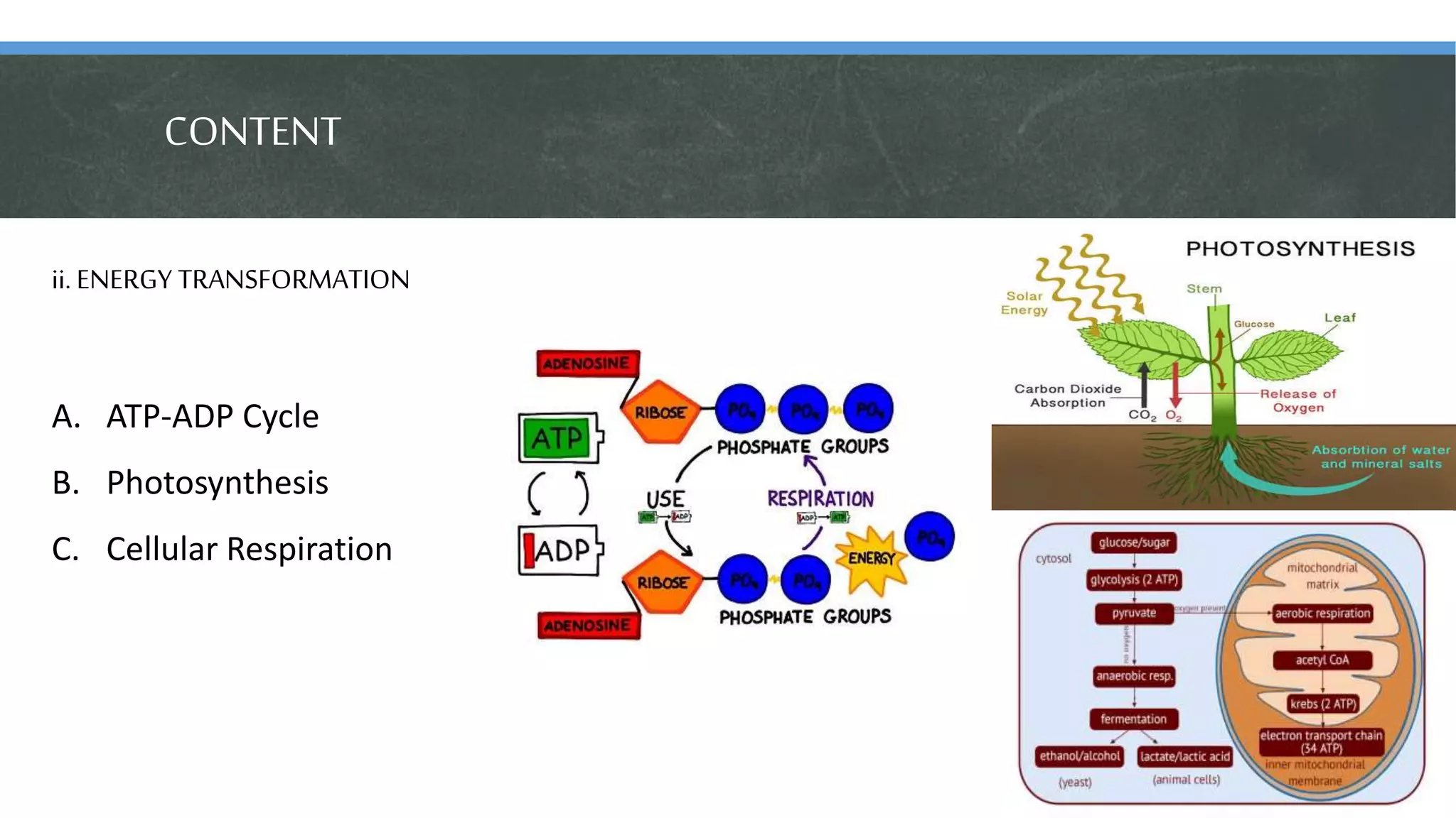 CONTENT
ii. ENERGY TRANSFORMATION
A. ATP-ADP Cycle
B. Photosynthesis
C. Cellular Respiration
 