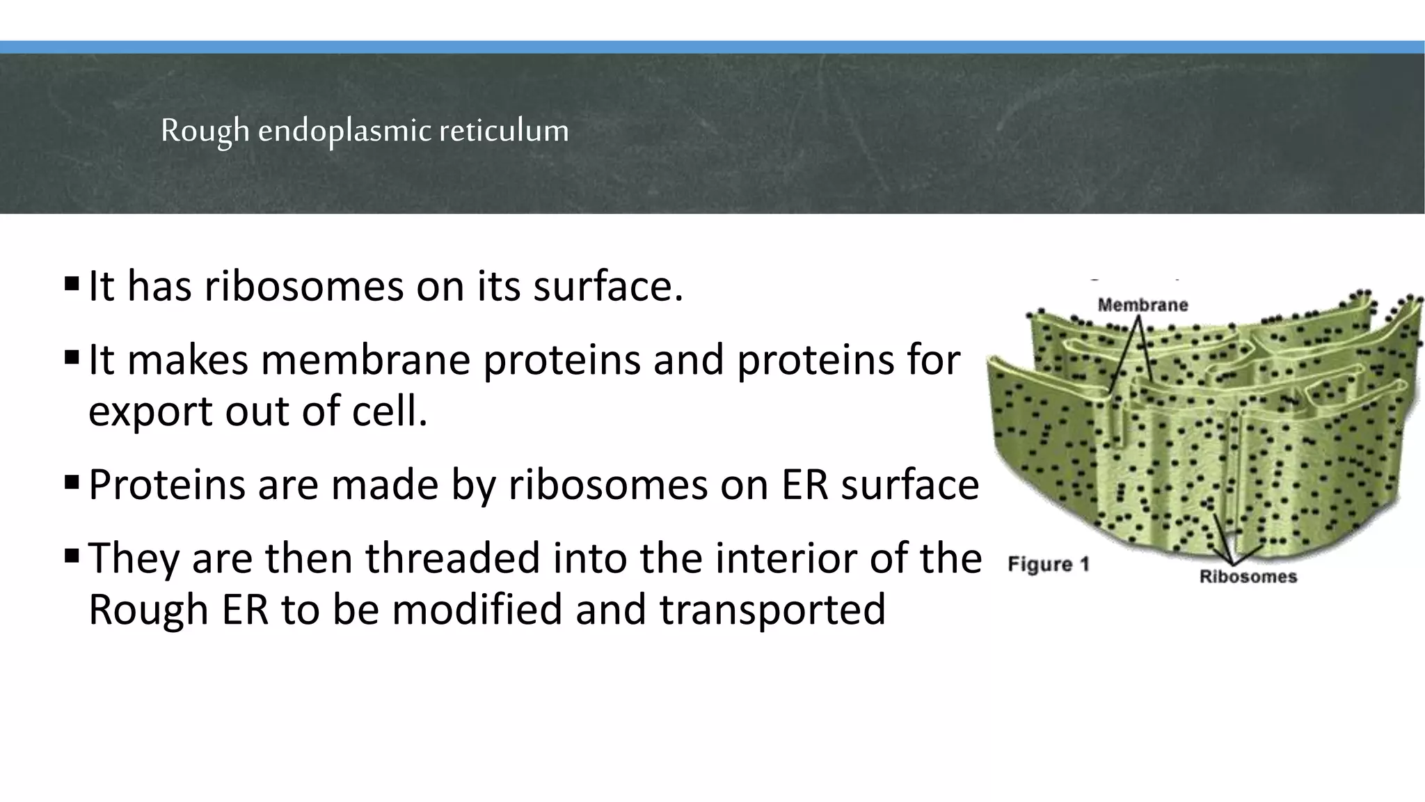 Rough endoplasmicreticulum
It has ribosomes on its surface.
It makes membrane proteins and proteins for
export out of cell.
Proteins are made by ribosomes on ER surface
They are then threaded into the interior of the
Rough ER to be modified and transported
 