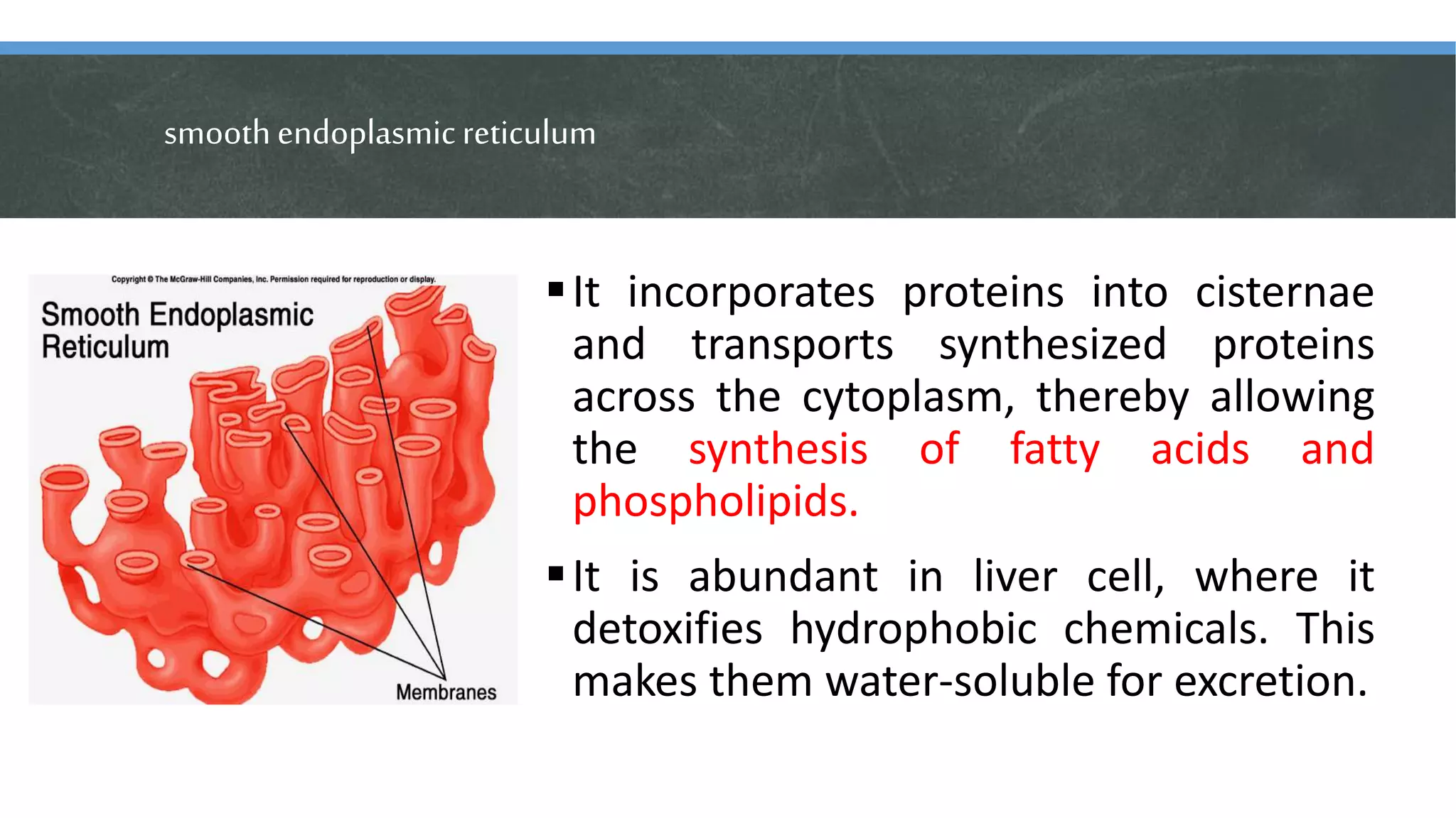 smoothendoplasmicreticulum
It incorporates proteins into cisternae
and transports synthesized proteins
across the cytoplasm, thereby allowing
the synthesis of fatty acids and
phospholipids.
It is abundant in liver cell, where it
detoxifies hydrophobic chemicals. This
makes them water-soluble for excretion.
 