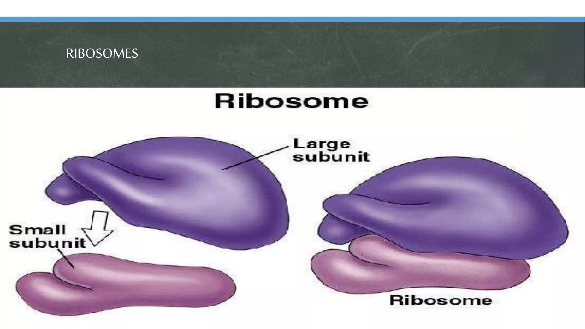 RIBOSOMES
 